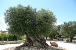 JUILLET 2007 (42)