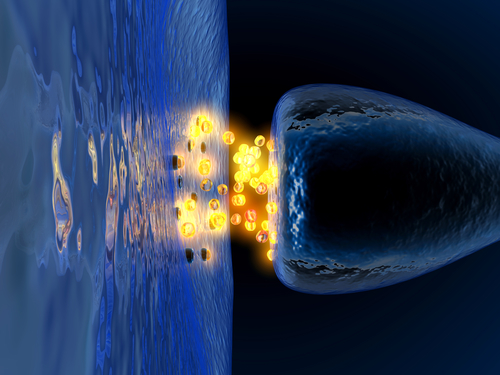 synapse : comment l\'information circule dans notre cerveau 